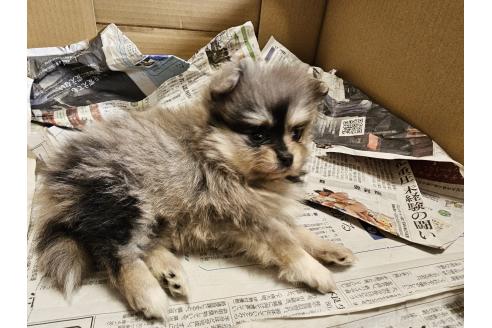 成約済の愛知県のポメラニアン-379384の4枚目