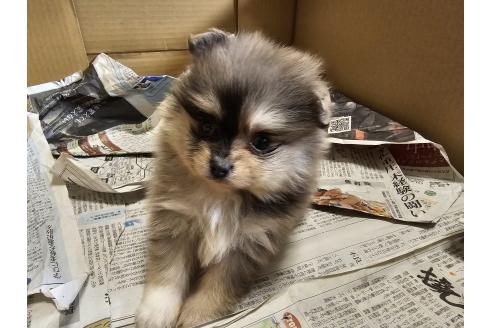 成約済の愛知県のポメラニアン-379384の3枚目