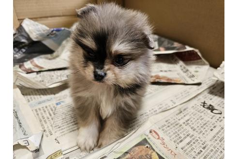 成約済の愛知県のポメラニアン-379384の2枚目