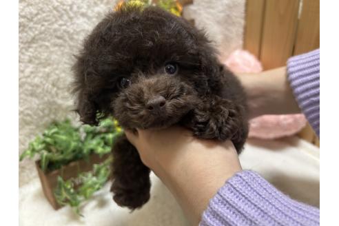 販売中の埼玉県のティーカッププードル-376156の4枚目