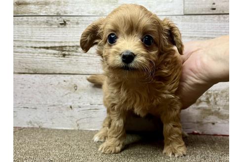 成約済の兵庫県のチワプー:チワワ×トイプードル-379401の1枚目
