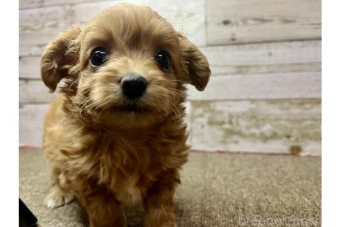 成約済の兵庫県のチワプー:チワワ×トイプードル-379401の6枚目