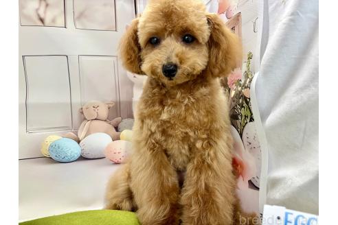 成約済の栃木県のティーカッププードル-356144の10枚目