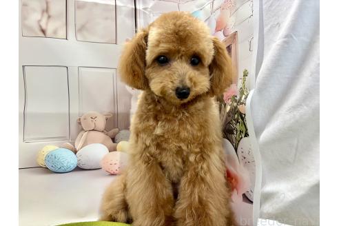 成約済の栃木県のティーカッププードル-356144の9枚目