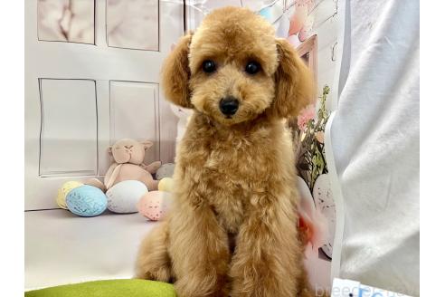 成約済の栃木県のティーカッププードル-356144の8枚目