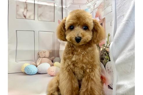 成約済の栃木県のティーカッププードル-356144の7枚目