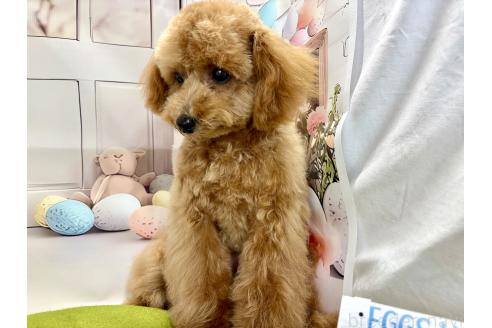 成約済の栃木県のティーカッププードル-356144の6枚目