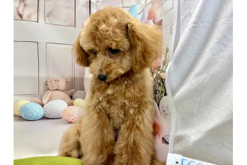 成約済の栃木県のティーカッププードル-356144の5枚目
