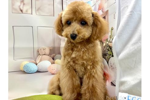 成約済の栃木県のティーカッププードル-356144の4枚目