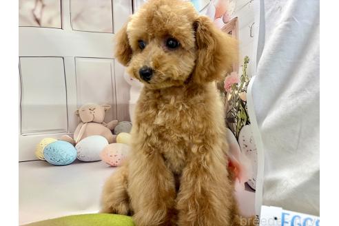 成約済の栃木県のティーカッププードル-356144の2枚目
