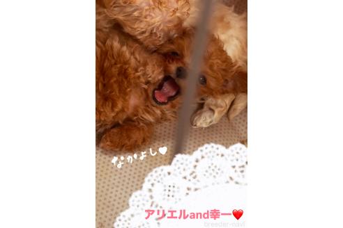 成約済の香川県のティーカッププードル-375307の6枚目
