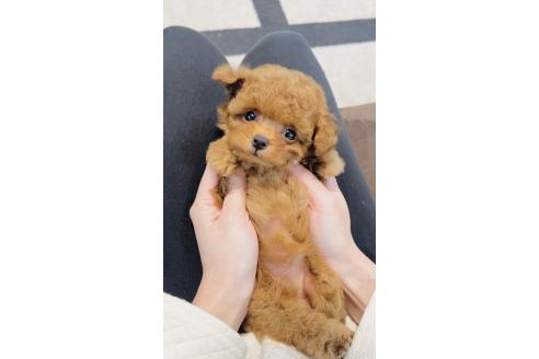 成約済の福岡県のティーカッププードル-379254の8枚目