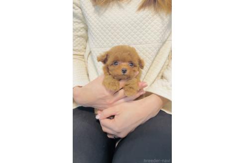 成約済の福岡県のティーカッププードル-379254の2枚目