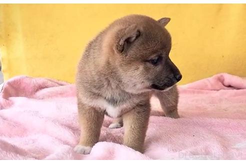 成約済の埼玉県の柴犬-379257の11枚目