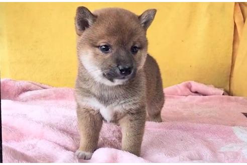 成約済の埼玉県の柴犬-379257の10枚目