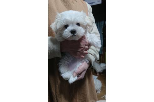 販売中の栃木県のマルチーズ-379413