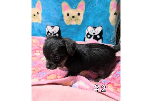販売中の大阪府のチワプー:チワワ×トイプードル-379457の3枚目