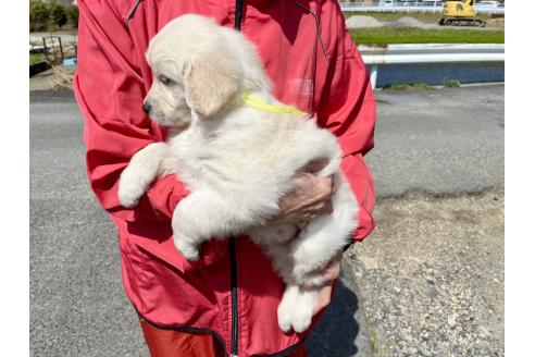 成約済の三重県のゴールデンレトリーバー-375376の3枚目