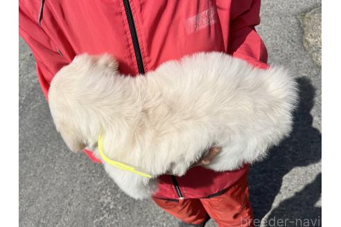 成約済の三重県のゴールデンレトリーバー-375376の2枚目