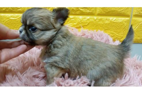 成約済の千葉県のチワワ(ロングコート)-379471の15枚目