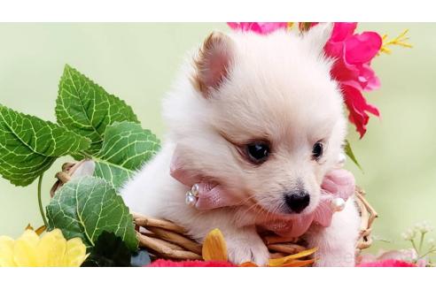 販売中の福岡県のポメラニアン-373967