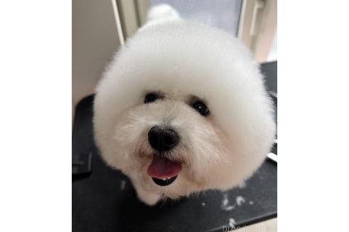 ののビションフリーゼ-