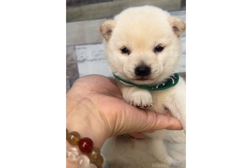 販売中の茨城県の豆柴-379481