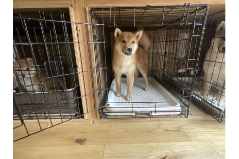 成約済の岡山県の柴犬-375712の2枚目