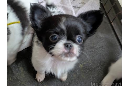 成約済の茨城県のミックス犬-377315の4枚目