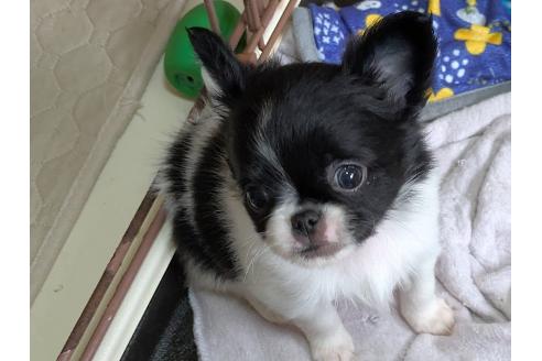 成約済の茨城県のミックス犬-377315の3枚目