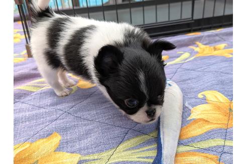 成約済の茨城県のミックス犬-377315の2枚目