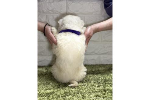 商談中の埼玉県のサモエド-379508の3枚目