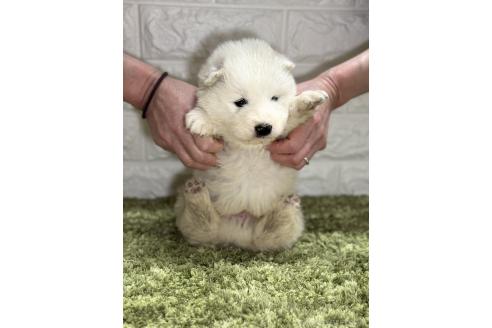 商談中の埼玉県のサモエド-379508の2枚目