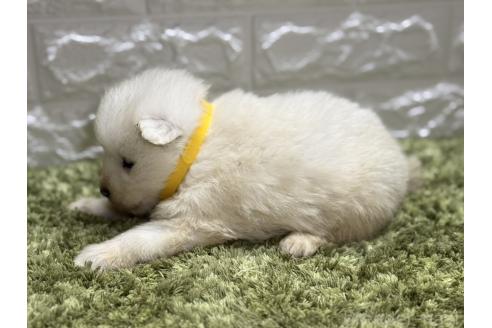 成約済の埼玉県のサモエド-379510の5枚目