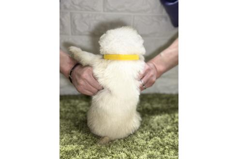 成約済の埼玉県のサモエド-379510の4枚目