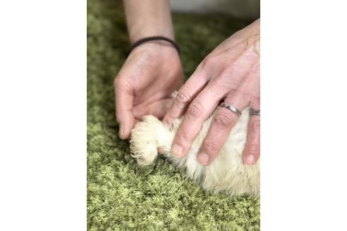 成約済の埼玉県のサモエド-379510の2枚目