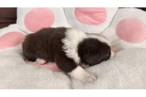 成約済の愛知県のボーダーコリー-379524の4枚目