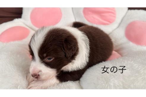 成約済の愛知県のボーダーコリー-379524の3枚目