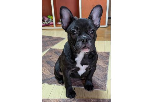 成約済の愛媛県のフレンチブルドッグ-365108の10枚目