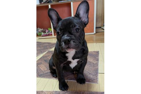 成約済の愛媛県のフレンチブルドッグ-365108の9枚目