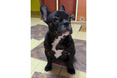 成約済の愛媛県のフレンチブルドッグ-365108の8枚目