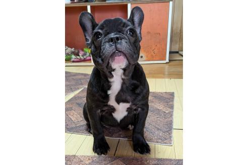 成約済の愛媛県のフレンチブルドッグ-365108の7枚目
