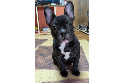 成約済の愛媛県のフレンチブルドッグ-365108の6枚目