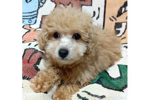 販売中の愛媛県のタイニープードル-367421の3枚目