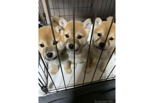 成約済の熊本県の柴犬-363771の4枚目