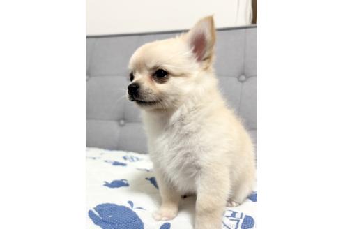 成約済の福岡県のチワワ(ロングコート)-379573の5枚目