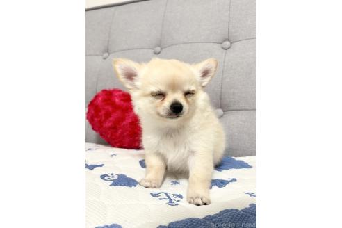 成約済の福岡県のチワワ(ロングコート)-379573の2枚目