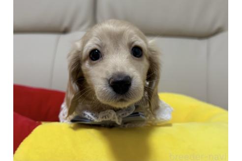 成約済の栃木県のミニチュアダックスフンド(ロングヘアード)-377182の3枚目