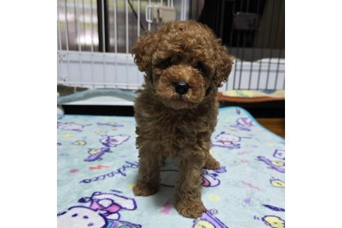 成約済の岡山県のトイプードル-373377の16枚目