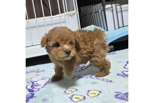 販売中の岡山県のトイプードル-374257の20枚目